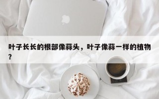 叶子长长的根部像蒜头，叶子像蒜一样的植物？