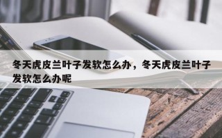 冬天虎皮兰叶子发软怎么办，冬天虎皮兰叶子发软怎么办呢