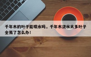 千年木的叶子能喷水吗，千年木浇水太多叶子全焉了怎么办！