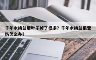 千年木换盆后叶子掉了很多？千年木换盆根受伤怎么办？