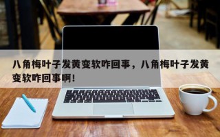 八角梅叶子发黄变软咋回事，八角梅叶子发黄变软咋回事啊！