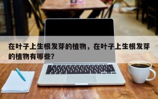 在叶子上生根发芽的植物，在叶子上生根发芽的植物有哪些？