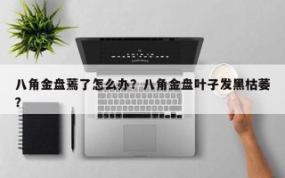 八角金盘蔫了怎么办？八角金盘叶子发黑枯萎？