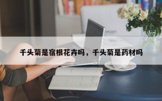 千头菊是宿根花卉吗，千头菊是药材吗