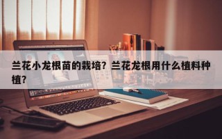 兰花小龙根苗的栽培？兰花龙根用什么植料种植？