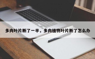 多肉叶片断了一半，多肉植物叶片断了怎么办