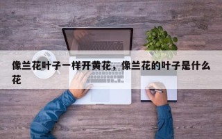 像兰花叶子一样开黄花，像兰花的叶子是什么花