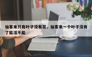 仙客来只有叶子没有花，仙客来一个叶子没有了能活不能