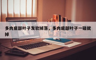 多肉底部叶子发软掉落，多肉底部叶子一碰就掉