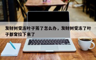 发财树受冻叶子蔫了怎么办，发财树受冻了叶子都耷拉下来了