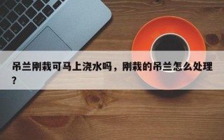 吊兰刚栽可马上浇水吗，刚栽的吊兰怎么处理？