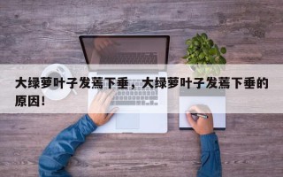 大绿萝叶子发蔫下垂，大绿萝叶子发蔫下垂的原因！