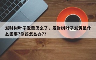 发财树叶子发黄怎么了，发财树叶子发黄是什么回事?你该怎么办?？