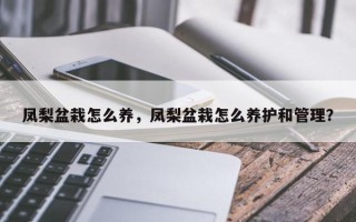 凤梨盆栽怎么养，凤梨盆栽怎么养护和管理？