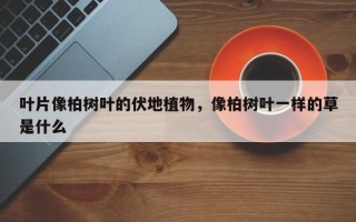叶片像柏树叶的伏地植物，像柏树叶一样的草是什么