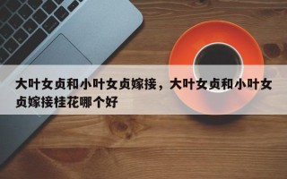 大叶女贞和小叶女贞嫁接，大叶女贞和小叶女贞嫁接桂花哪个好