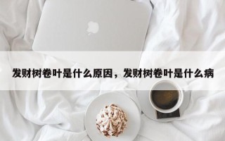 发财树卷叶是什么原因，发财树卷叶是什么病