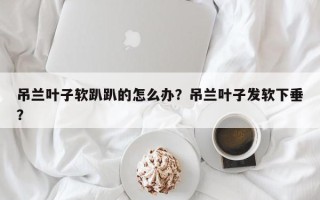 吊兰叶子软趴趴的怎么办？吊兰叶子发软下垂？