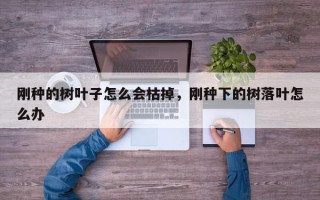 刚种的树叶子怎么会枯掉，刚种下的树落叶怎么办