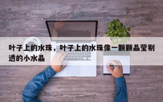 叶子上的水珠，叶子上的水珠像一颗颗晶莹剔透的小水晶
