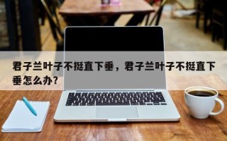 君子兰叶子不挺直下垂，君子兰叶子不挺直下垂怎么办？