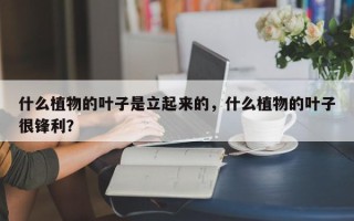 什么植物的叶子是立起来的，什么植物的叶子很锋利？