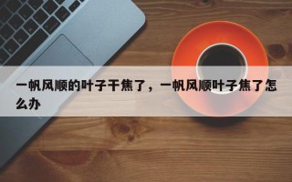 一帆风顺的叶子干焦了，一帆风顺叶子焦了怎么办