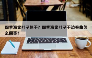 四季海棠叶子焦干？四季海棠叶子干边卷曲怎么回事？