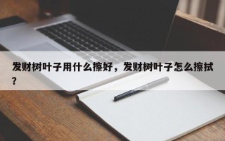 发财树叶子用什么擦好，发财树叶子怎么擦拭？