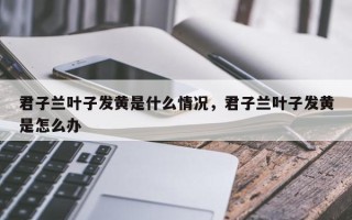 君子兰叶子发黄是什么情况，君子兰叶子发黄是怎么办