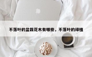 不落叶的盆栽花木有哪些，不落叶的绿植