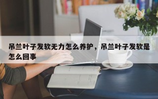 吊兰叶子发软无力怎么养护，吊兰叶子发软是怎么回事