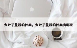 大叶子盆栽的种类，大叶子盆栽的种类有哪些