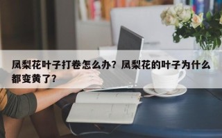 凤梨花叶子打卷怎么办？凤梨花的叶子为什么都变黄了？