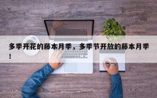 多季开花的藤本月季，多季节开放的藤本月季！