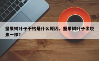 坚果树叶子干枯是什么原因，坚果树叶子像烧焦一样？