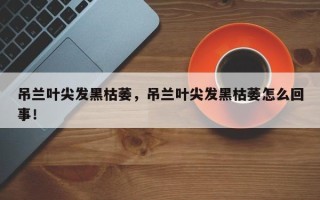吊兰叶尖发黑枯萎，吊兰叶尖发黑枯萎怎么回事！