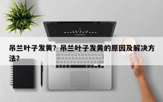 吊兰叶子发黄？吊兰叶子发黄的原因及解决方法？