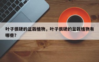 叶子很硬的盆栽植物，叶子很硬的盆栽植物有哪些？