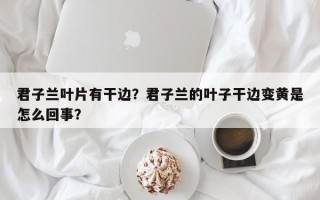 君子兰叶片有干边？君子兰的叶子干边变黄是怎么回事？