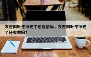 发财树叶子掉光了还能活吗，发财树叶子掉光了还有救吗？
