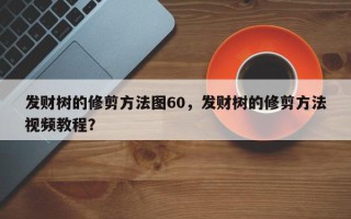 发财树的修剪方法图60，发财树的修剪方法视频教程？