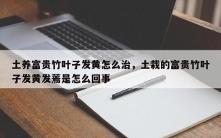 土养富贵竹叶子发黄怎么治，土栽的富贵竹叶子发黄发蔫是怎么回事