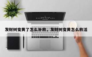 发财树变黄了怎么补救，发财树变黄怎么救活