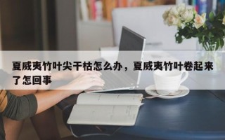 夏威夷竹叶尖干枯怎么办，夏威夷竹叶卷起来了怎回事
