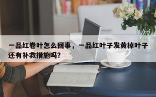 一品红卷叶怎么回事，一品红叶子发黄掉叶子还有补救措施吗？