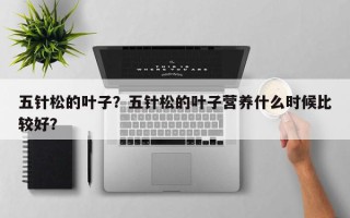五针松的叶子？五针松的叶子营养什么时候比较好？