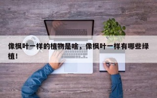 像枫叶一样的植物是啥，像枫叶一样有哪些绿植！