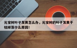 元宝树叶子发黄怎么办，元宝树的叶子发黄干枯掉落什么原因！
