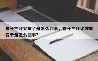 君子兰叶尖黄了是怎么回事，君子兰叶尖发黄变干是怎么回事？